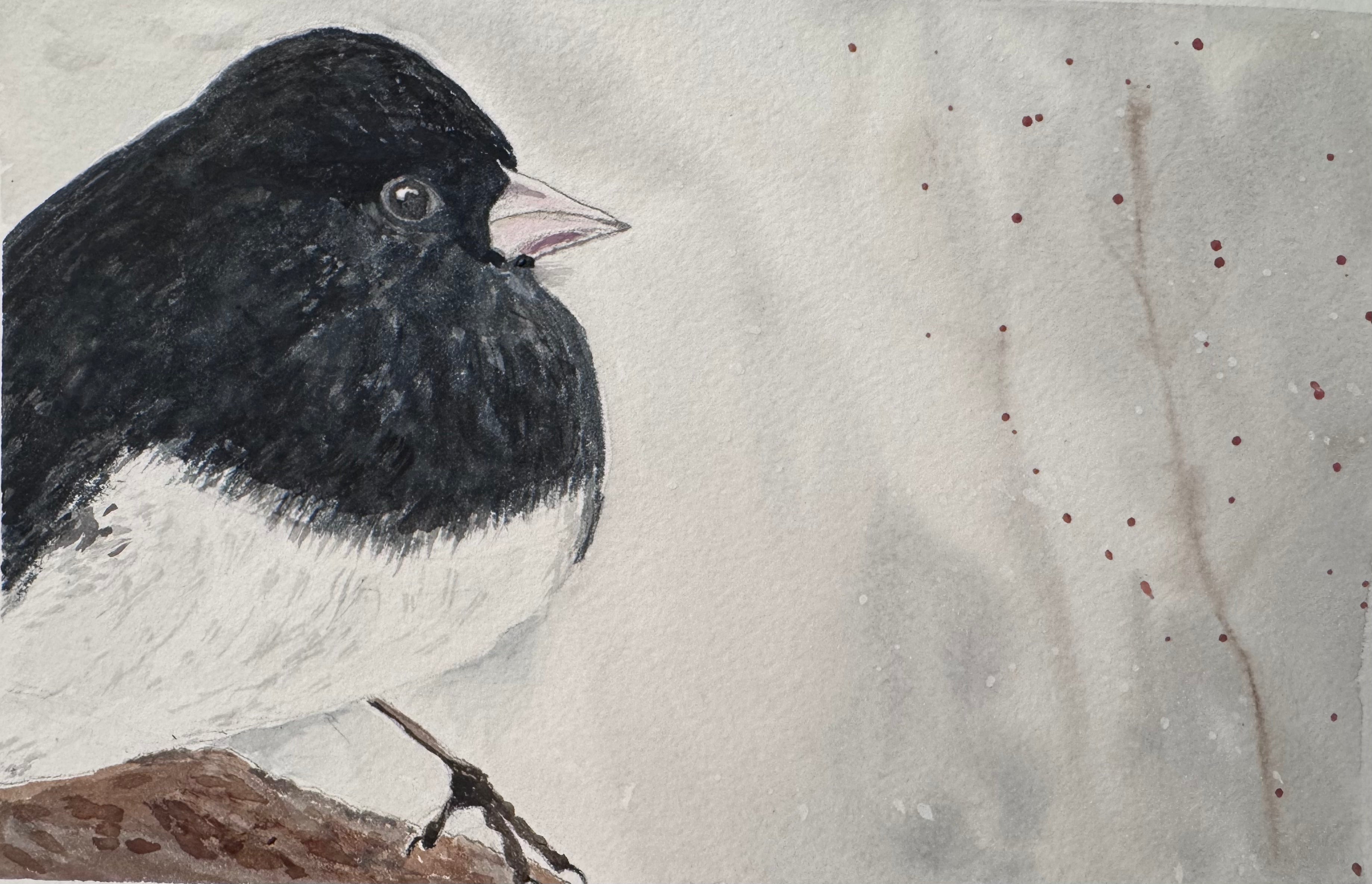 Junco - Framed Watercolour Art Print Poster